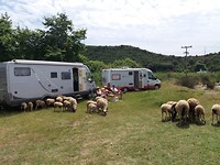 De schapen en geiten liepen hier vrij rond