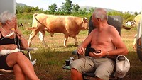 Veel belangstelling voor de stier