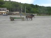 Netjes in galop