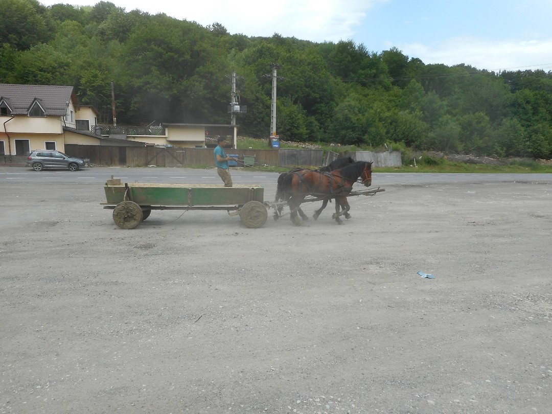 Netjes in galop