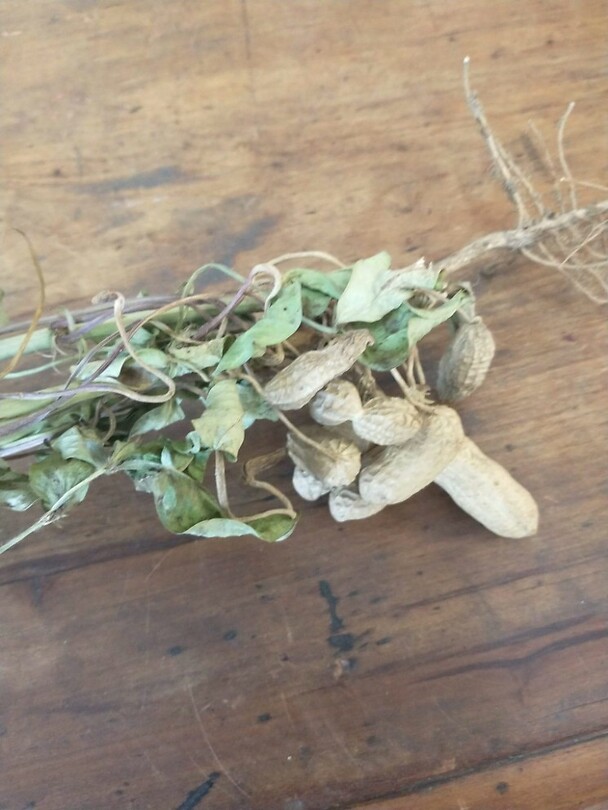 Peanut Farm