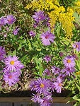 Wilde Asters