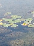 Waterlelies