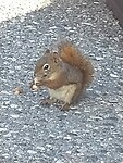 Kleine soort eekhoorn , eet gewoon uit de hand
