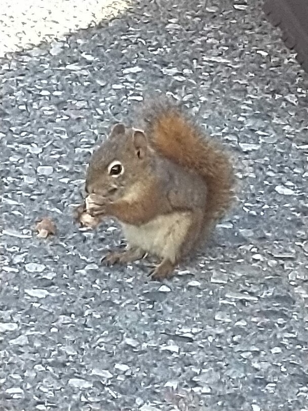Kleine soort eekhoorn , eet gewoon uit de hand
