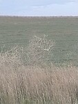 Tumbleweeds Rollen met distelplanten