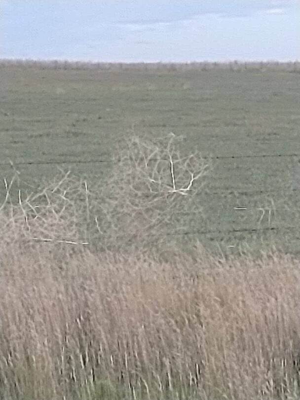 Tumbleweeds Rollen met distelplanten