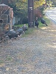 Wild Turkeys