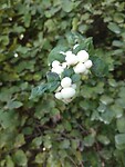 Sneeuwbes