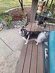 Lulu