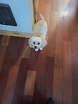 Piper
