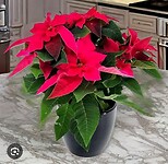Kerstster