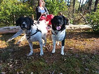 two dogs and her