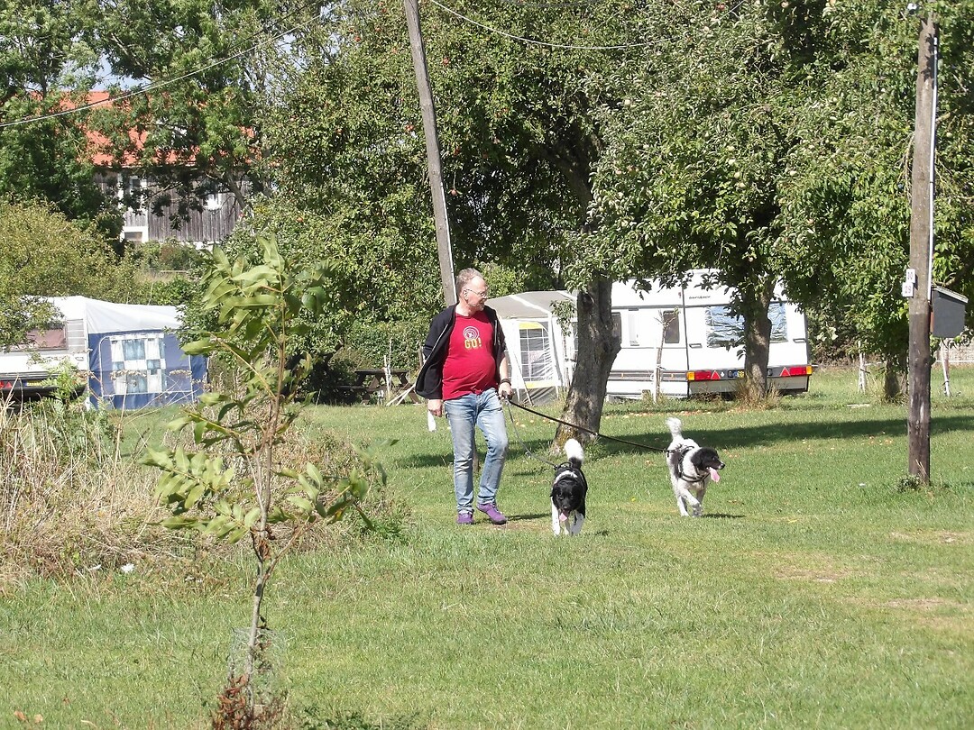 Doggiewalk
