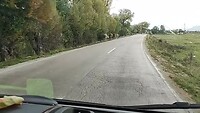 Koeien op de weg