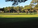 Palmboom