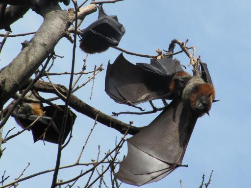 Flying Fox