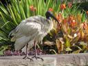 Ibis