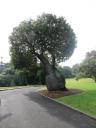 Bierbuik-boom