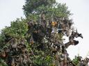 Flying Foxes