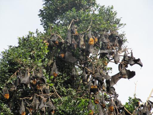 Flying Foxes