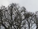 Flying Foxes