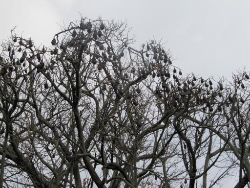 Flying Foxes