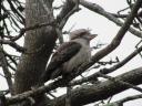 Kookaburra
