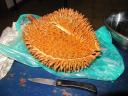 Durian