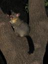 Opossum
