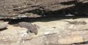 Lizzard