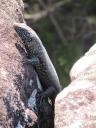 Skink