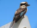 Kookaburra