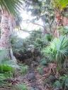 Palm Jungle