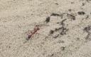 ANT