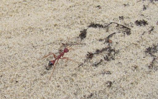 ANT