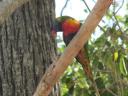 Parrot