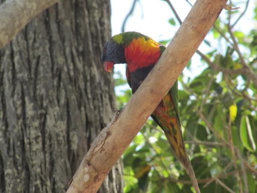 Parrot