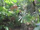 Big leaves