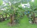 Banana trees