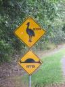 Cassowary danger