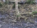 Mangrove
