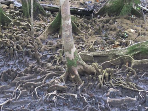 Mangrove