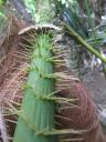Fern