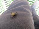 March Fly