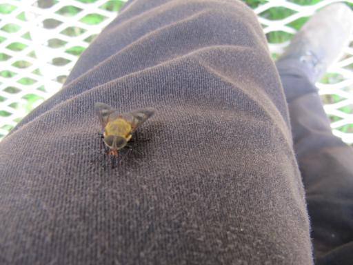 March Fly