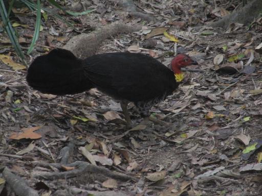 Bird