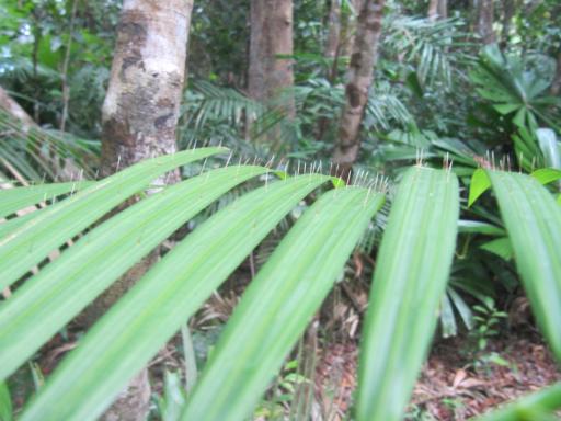 Leaves