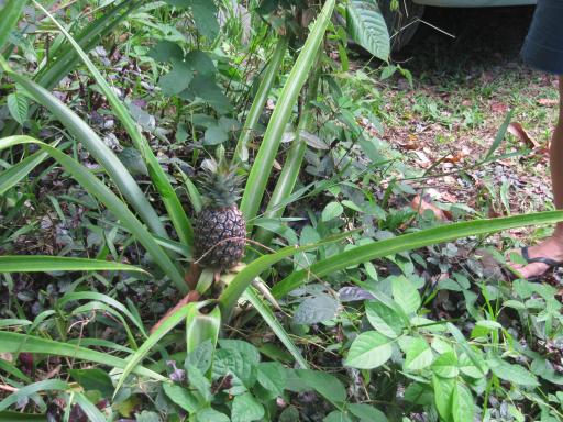 Pineapple