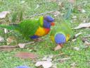 Birds